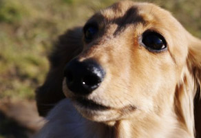 犬イメージ